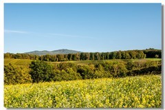 又见秋野--销假贴