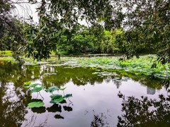 深圳洪湖公园 掠影