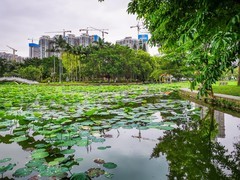 深圳洪湖公园 掠影