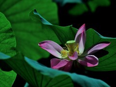 【视觉光影】出 水 芙 蓉 （54）