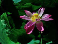 【视觉光影】出 水 芙 蓉 （54）