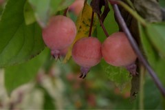 花花草草（五十）—— 楸子