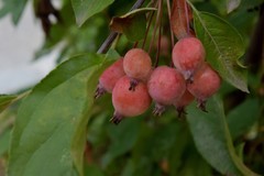 花花草草（五十）—— 楸子