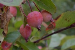 花花草草（五十）—— 楸子