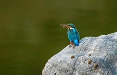 小翠鸟（二十五）