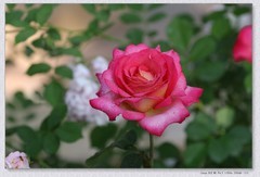 月季花【乙巳年-283】