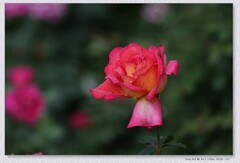 月季花【乙巳年-283】