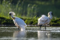 庄河鹭泊湖（73）