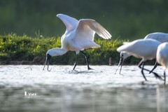 庄河鹭泊湖（73）