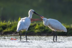 庄河鹭泊湖（73）