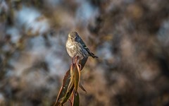 小黄雀（九十二）