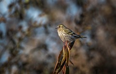 小黄雀（九十二）