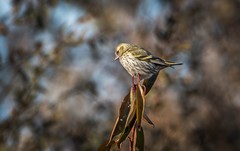 小黄雀（九十二）