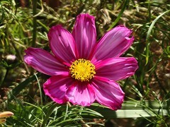 拍摄花卉一（909）