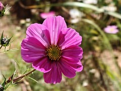 拍摄花卉一（909）