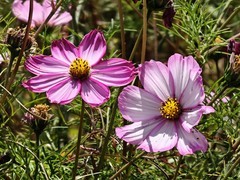 拍摄花卉一（909）