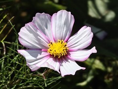 拍摄花卉一（910）