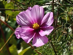 拍摄花卉一（910）