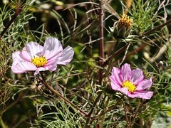 拍摄花卉一（910）