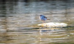 红尾水鸲（二）