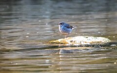 红尾水鸲（二）