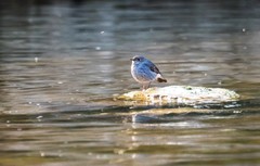 红尾水鸲（二）