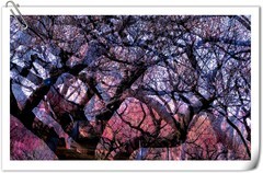 多重曝光∶《江南一树梅》