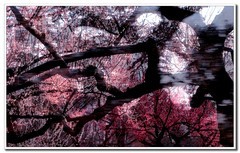 多重曝光∶《江南一树梅》