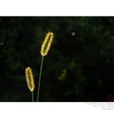 晨光里的花草