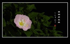 鲜艳美丽的美丽月见草花