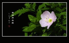 鲜艳美丽的美丽月见草花