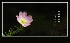 鲜艳美丽的美丽月见草花