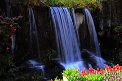 马鞍池公园郁金香花展