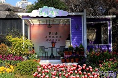 马鞍池公园郁金香花展