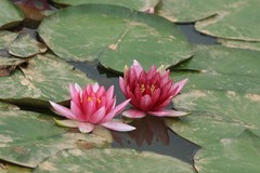 拍摄花卉一（1219）