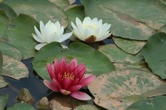 拍摄花卉一（1219）