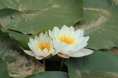 拍摄花卉一（1219）