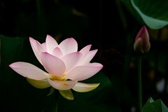 圆明园夏日风情 荷塘荷韵之二十一