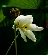 圆明园夏日风情 荷塘荷韵之二十一