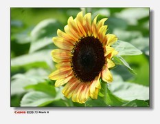 云台花园的葵花。