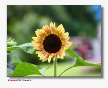 云台花园的葵花。