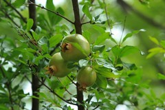 拍摄石榴 一（4）