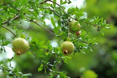 拍摄石榴 一（4）