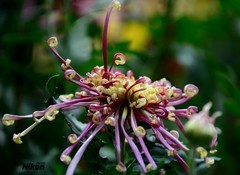 再拍文园的大菊花。