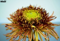 再拍文园的大菊花。