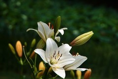 周边摄影拾零（七）