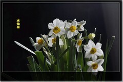 水仙花开