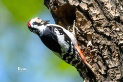 林中啄木鸟（61）