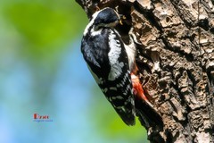 林中啄木鸟（61）