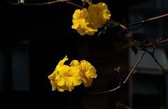 2026花卉植物赏析———黄花风铃木【2】